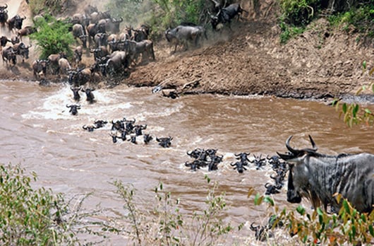 Animals swimming across a river